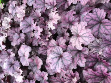 3 Grand Amethyst Heuchera in 3.5" inch pots